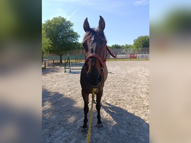 Meer warmbloeden Ruin 12 Jaar in W&#xFC;rzburg