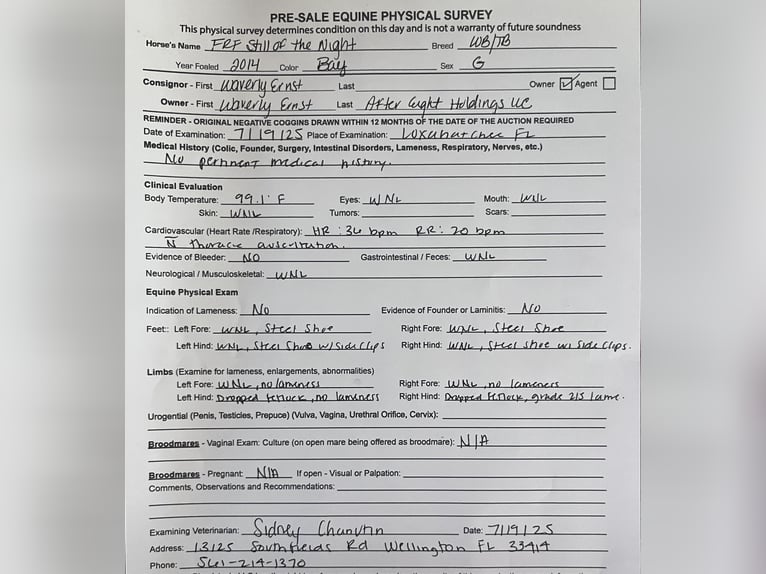 Meer warmbloeden Ruin 12 Jaar Roodbruin in Loxahatcheee FL