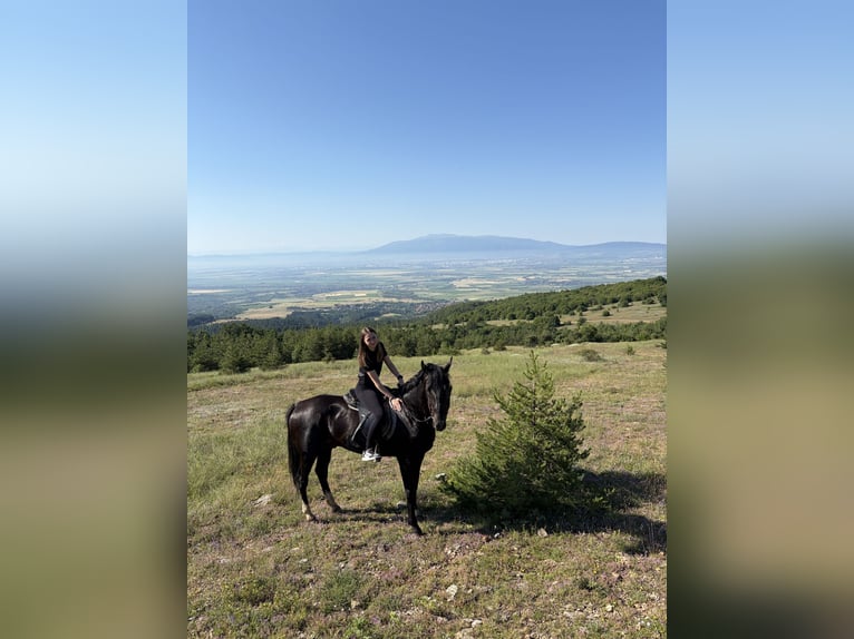 Meer warmbloeden Mix Ruin 13 Jaar 155 cm Zwart in Sofia