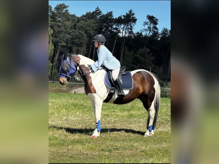 Meer warmbloeden Mix Ruin 13 Jaar 156 cm Gevlekt-paard in Nuthe-Urstromtal