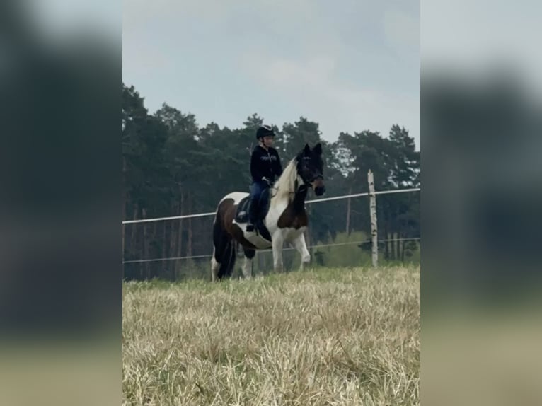 Meer warmbloeden Mix Ruin 13 Jaar 156 cm Gevlekt-paard in Nuthe-Urstromtal