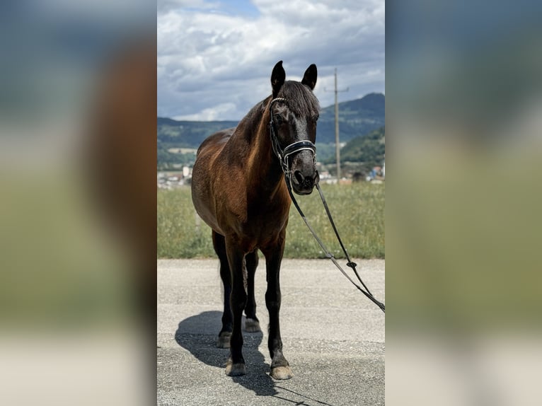 Meer warmbloeden Mix Ruin 13 Jaar 157 cm Zwart in Feldkirchen in Kärnten