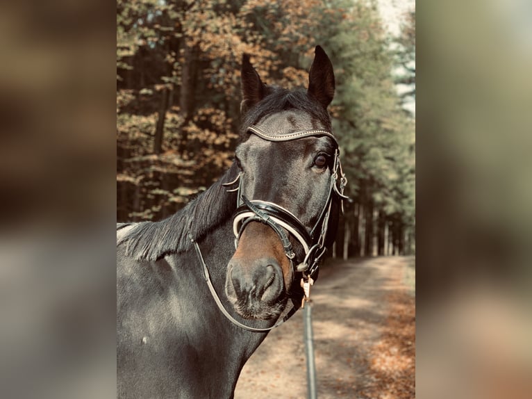 Meer warmbloeden Ruin 13 Jaar 159 cm Donkerbruin in Küps