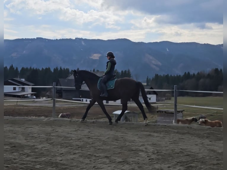 Meer warmbloeden Ruin 13 Jaar 165 cm Zwartbruin in Bischoffeld
