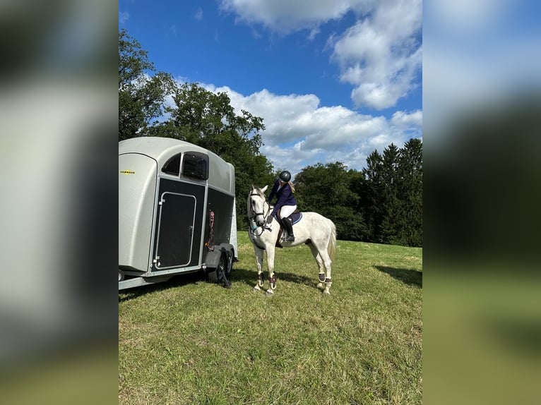 Meer warmbloeden Ruin 13 Jaar 167 cm Schimmel in Lindlar