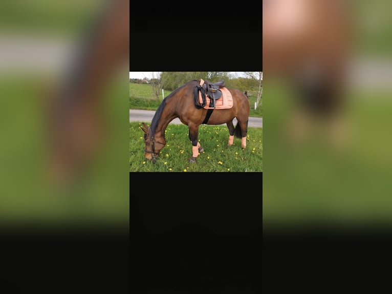 Meer warmbloeden Ruin 13 Jaar 169 cm Bruin in Bad Münstereifel