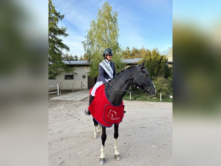 Meer warmbloeden Ruin 13 Jaar 169 cm Zwart in Warszawa