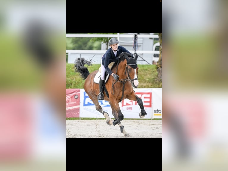 Meer warmbloeden Ruin 13 Jaar 173 cm Bruin in Wünschendorf, Gleisdorf