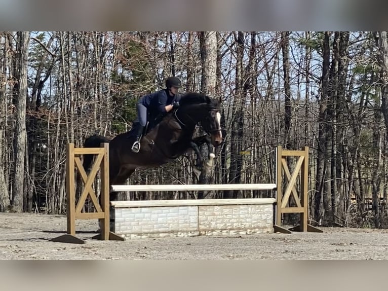 Meer warmbloeden Ruin 13 Jaar 183 cm Roodbruin in Palmyra Meer warmbloeden Ruin 13 Jaar 183 cm Roodbruin in Palmyra