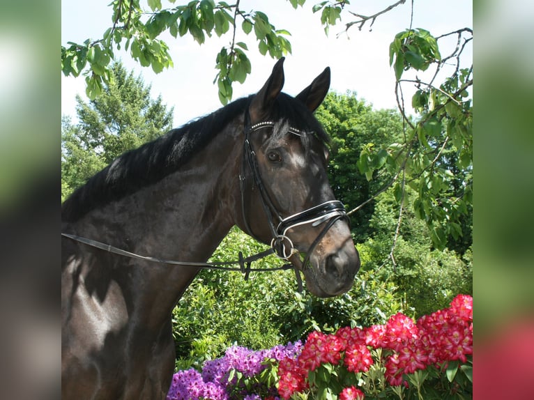 Meer warmbloeden Ruin 13 Jaar 185 cm Donkerbruin in K&#xF6;ln