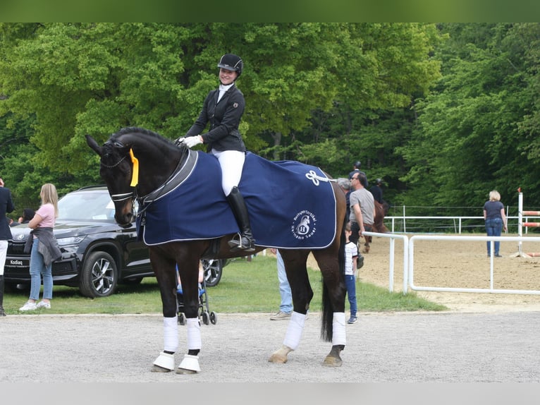 Meer warmbloeden Ruin 13 Jaar 185 cm Zwart in K&#xF6;ln