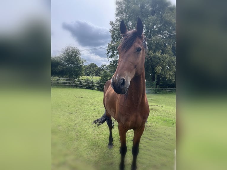 Meer warmbloeden Ruin 13 Jaar in Schermbeck