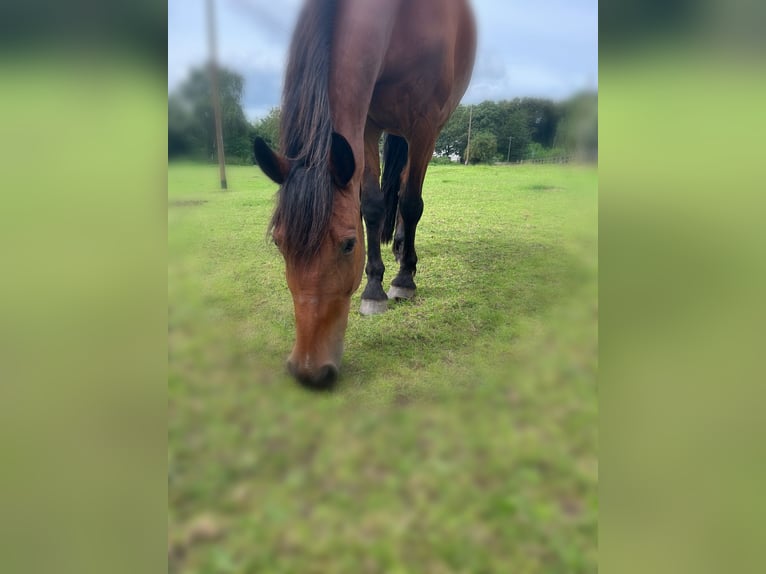 Meer warmbloeden Ruin 13 Jaar in Schermbeck