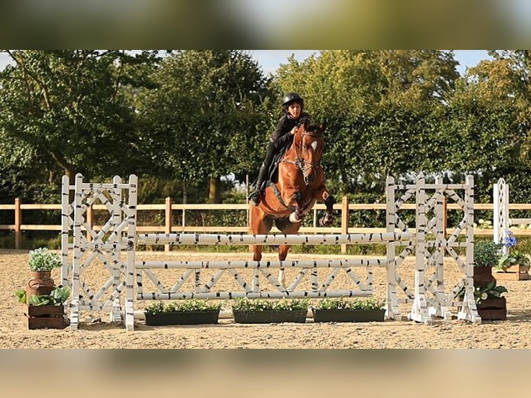 Meer warmbloeden Ruin 14 Jaar 146 cm  in Oost West en Middelbeers