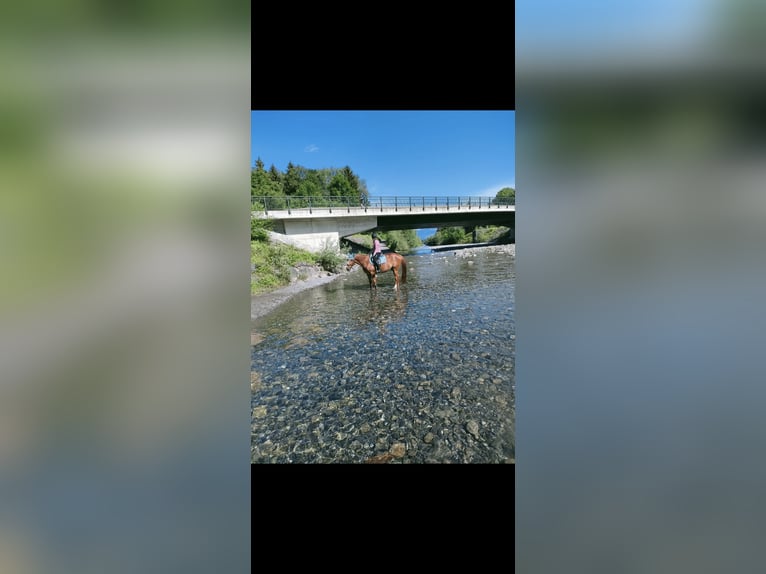 Meer warmbloeden Ruin 14 Jaar 163 cm Vos in Oberriet