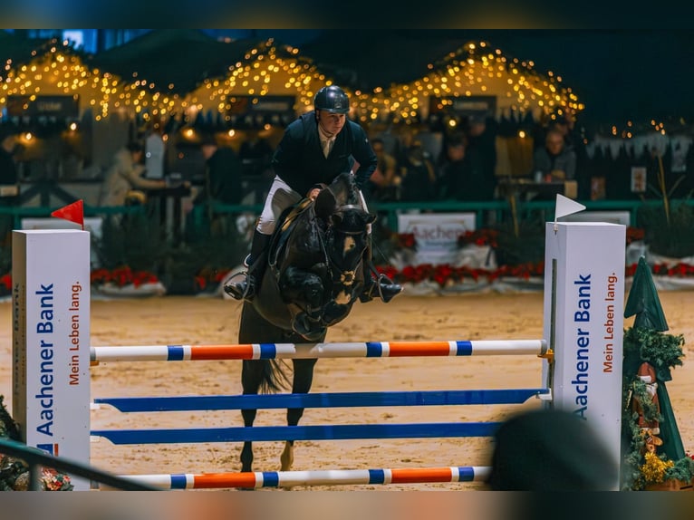 Meer warmbloeden Ruin 14 Jaar 168 cm Zwart in Herzogenrath