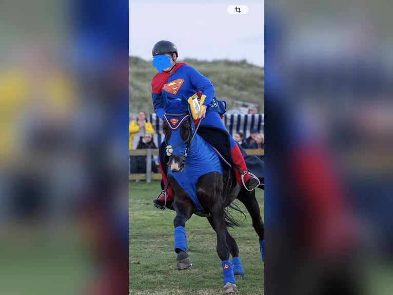 Meer warmbloeden Ruin 14 Jaar 168 cm Zwart in Herzogenrath