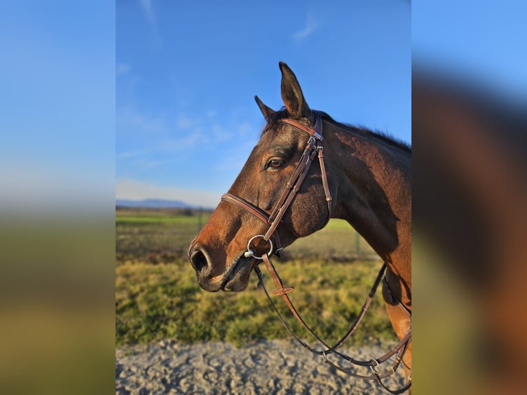 Meer warmbloeden Ruin 14 Jaar 170 cm Donkerbruin in Selce Žumberačko