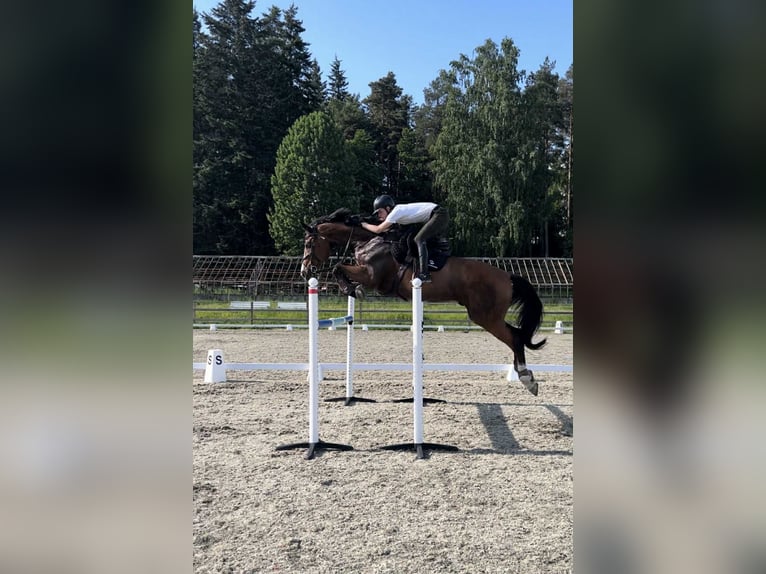 Meer warmbloeden Ruin 14 Jaar 173 cm Bruin in Drammen Meer warmbloeden Ruin 14 Jaar 173 cm Bruin in Drammen