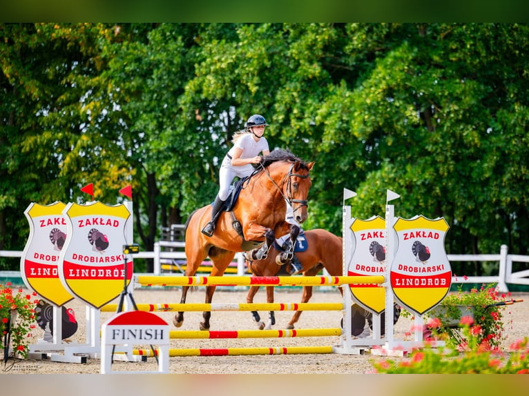 Meer warmbloeden Ruin 14 Jaar 174 cm Roodbruin in Tolkmicko