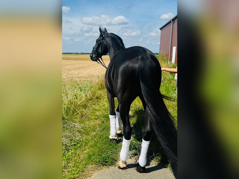 Meer warmbloeden Ruin 15 Jaar 157 cm in Geilenkirchen