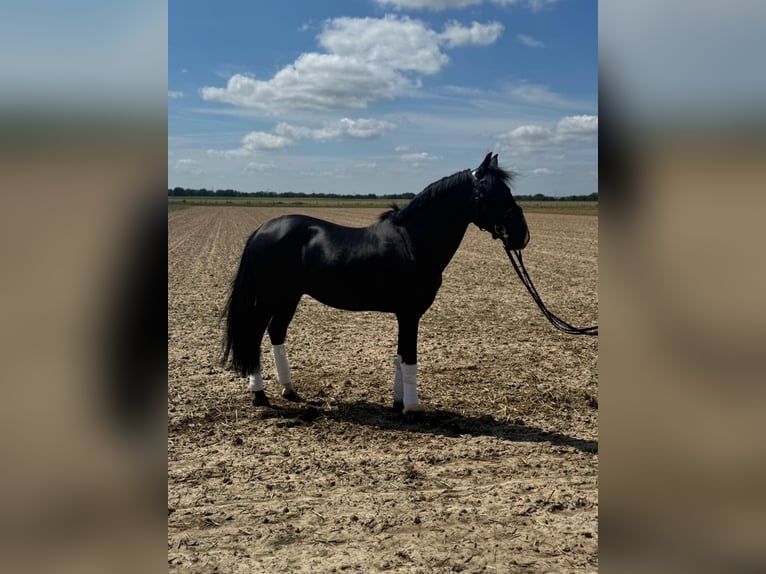 Meer warmbloeden Ruin 15 Jaar 157 cm in Geilenkirchen