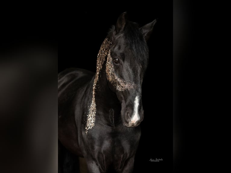 Meer warmbloeden Ruin 15 Jaar 157 cm in Geilenkirchen