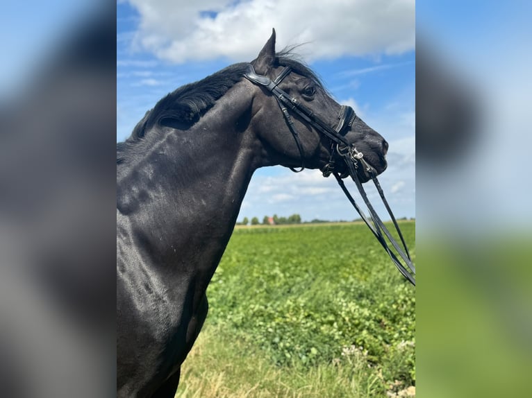 Meer warmbloeden Ruin 15 Jaar 157 cm in Geilenkirchen