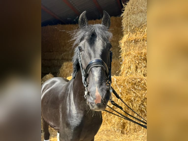 Meer warmbloeden Ruin 15 Jaar 157 cm in Geilenkirchen