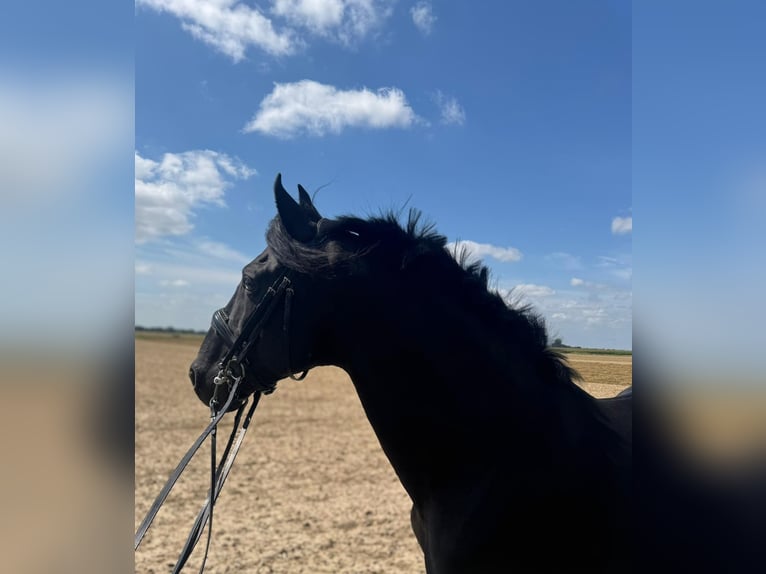 Meer warmbloeden Ruin 15 Jaar 157 cm in Geilenkirchen