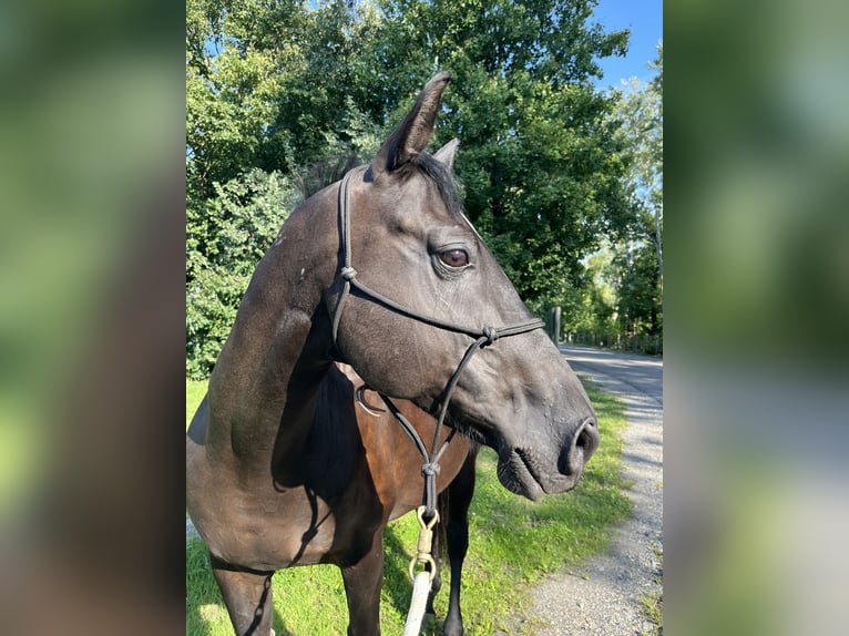 Meer warmbloeden Mix Ruin 15 Jaar 158 cm Zwartbruin in Wien, Donaustadt
