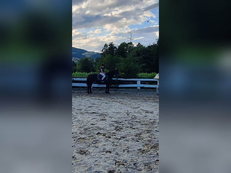 Meer warmbloeden Ruin 15 Jaar 162 cm Zwartbruin in Ligist