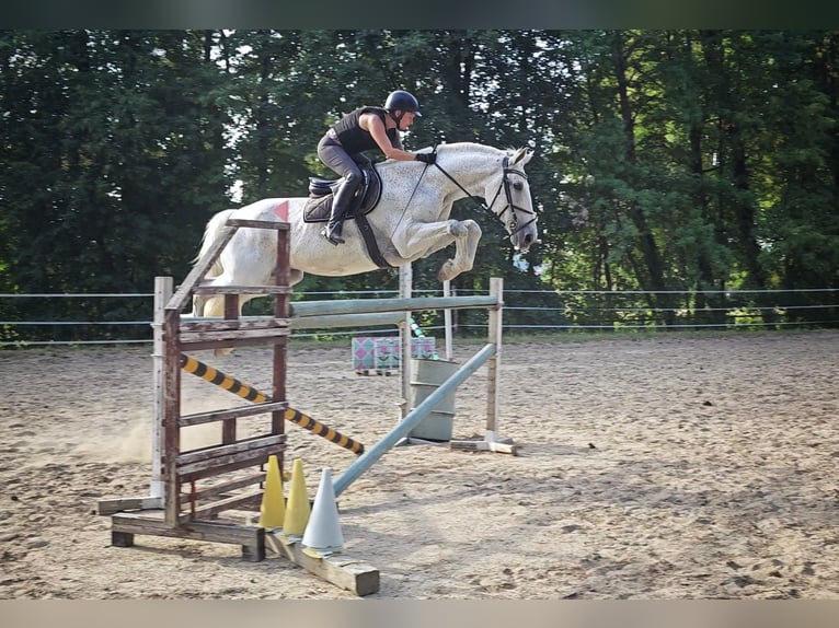 Meer warmbloeden Ruin 15 Jaar 175 cm Appelschimmel in Wiener Neustadt