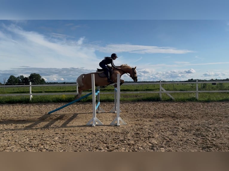 Meer warmbloeden Ruin 16 Jaar 149 cm Palomino in Haabersti