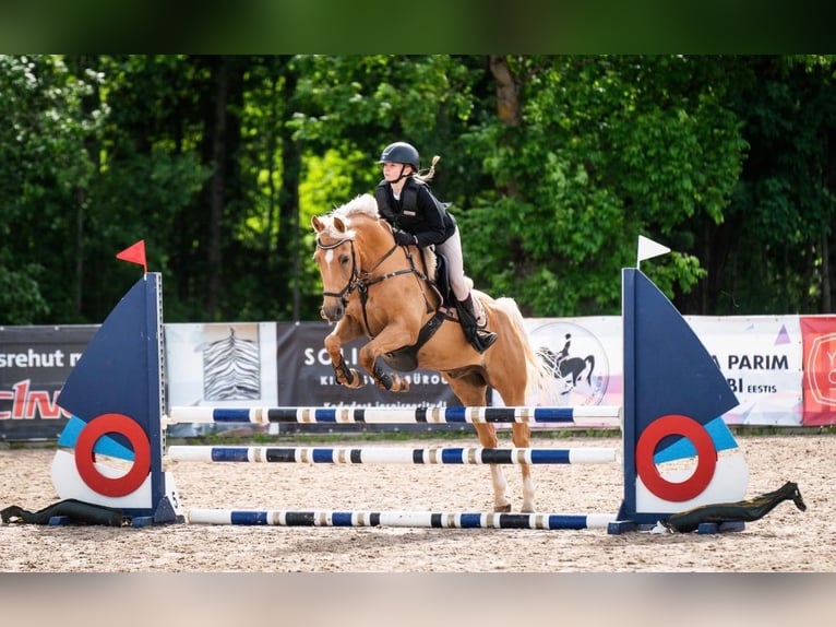 Meer warmbloeden Ruin 16 Jaar 149 cm Palomino in Haabersti