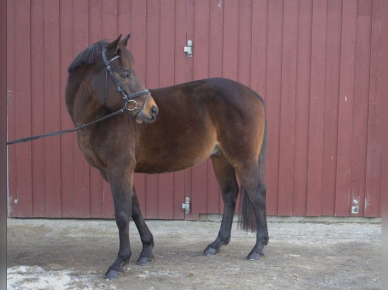 Meer warmbloeden Mix Ruin 16 Jaar 155 cm Donkerbruin in Marburg