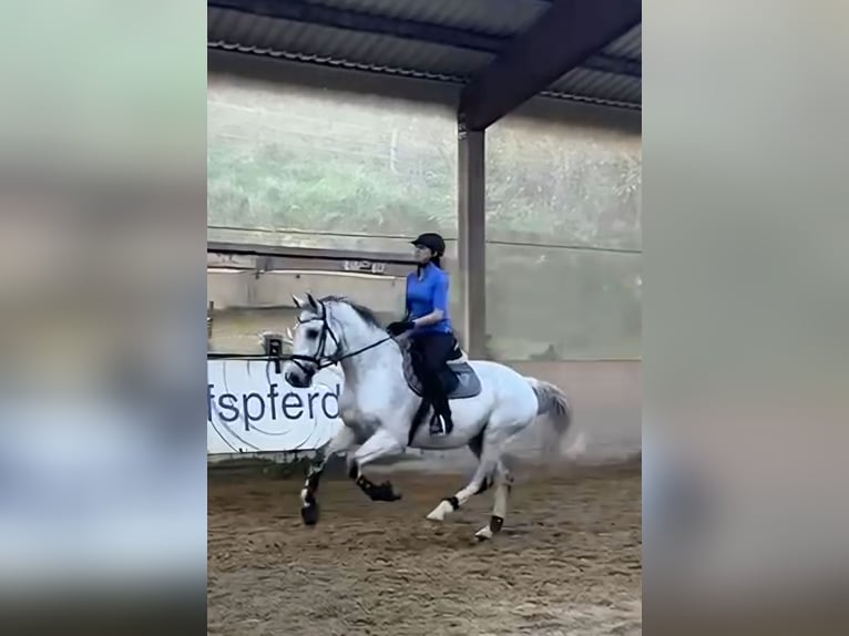 Meer warmbloeden Ruin 16 Jaar 165 cm Schimmel in Wolnzach