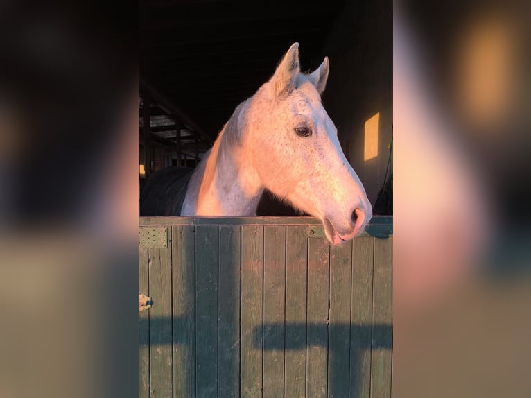 Meer warmbloeden Ruin 16 Jaar 165 cm Schimmel in Wunstorf