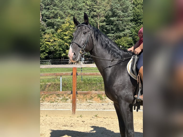 Meer warmbloeden Ruin 16 Jaar 167 cm Zwart in Ursensollen