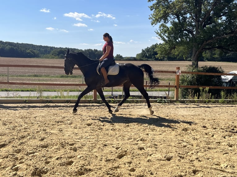 Meer warmbloeden Ruin 16 Jaar 167 cm Zwart in Ursensollen