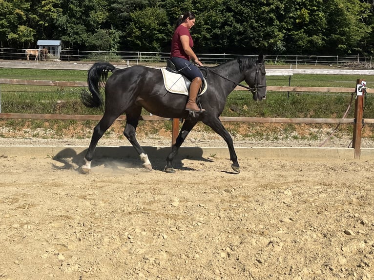 Meer warmbloeden Ruin 16 Jaar 167 cm Zwart in Ursensollen