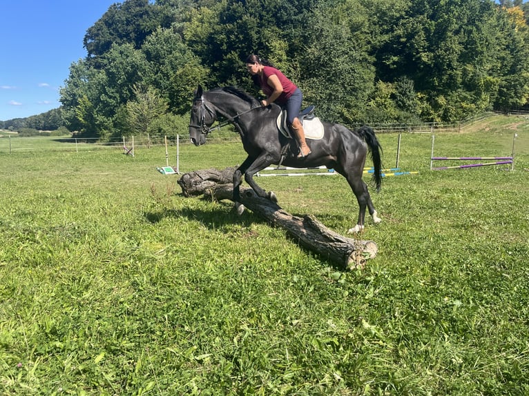 Meer warmbloeden Ruin 16 Jaar 167 cm Zwart in Ursensollen
