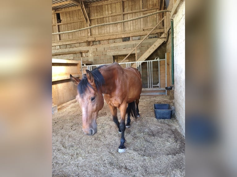 Meer warmbloeden Ruin 16 Jaar 174 cm Bruin in Pirmasens