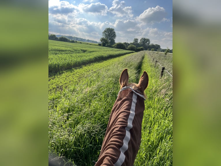 Meer warmbloeden Ruin 16 Jaar 175 cm Vos in Greven