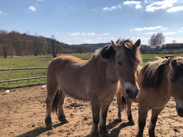 Meer warmbloeden Mix Ruin 16 Jaar  in Schiltberg