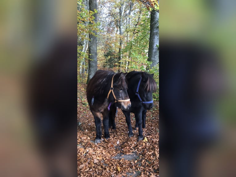 Meer warmbloeden Mix Ruin 16 Jaar  in Schiltberg