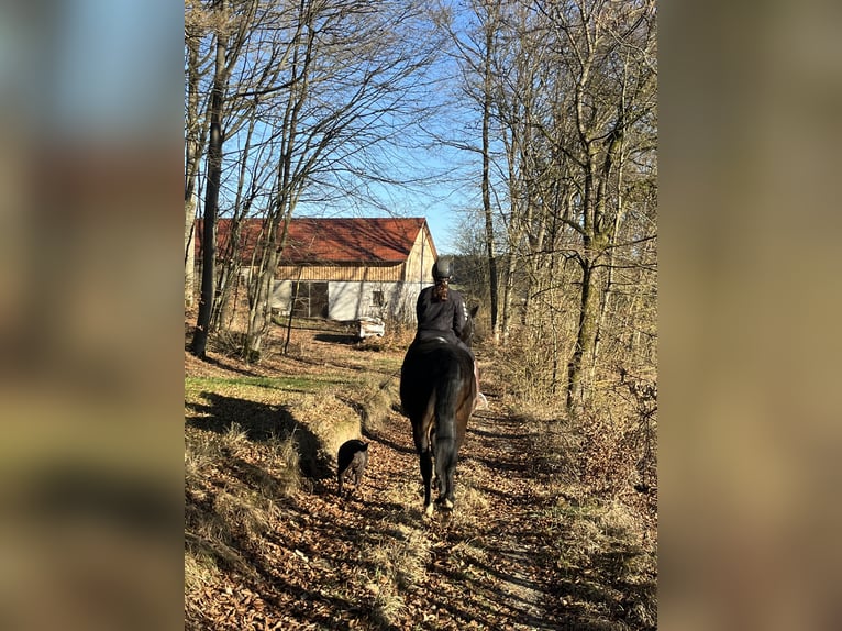 Meer warmbloeden Ruin 17 Jaar 160 cm Donkerbruin in Ursensollen