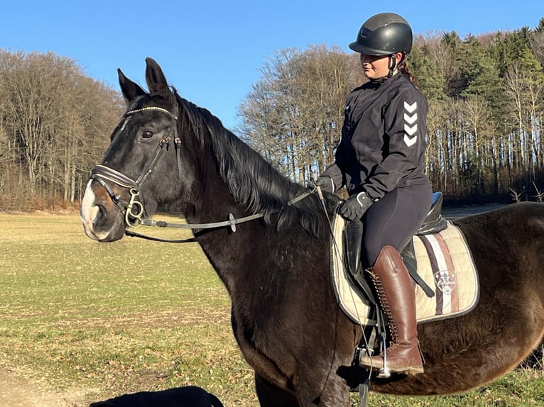 Meer warmbloeden Ruin 17 Jaar 160 cm Donkerbruin in Ursensollen