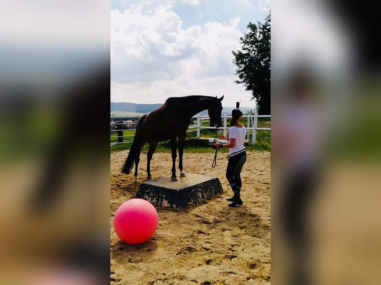 Meer warmbloeden Ruin 17 Jaar 165 cm Bruin in Böheimkirchen Meer warmbloeden Ruin 17 Jaar 165 cm Bruin in Böheimkirchen