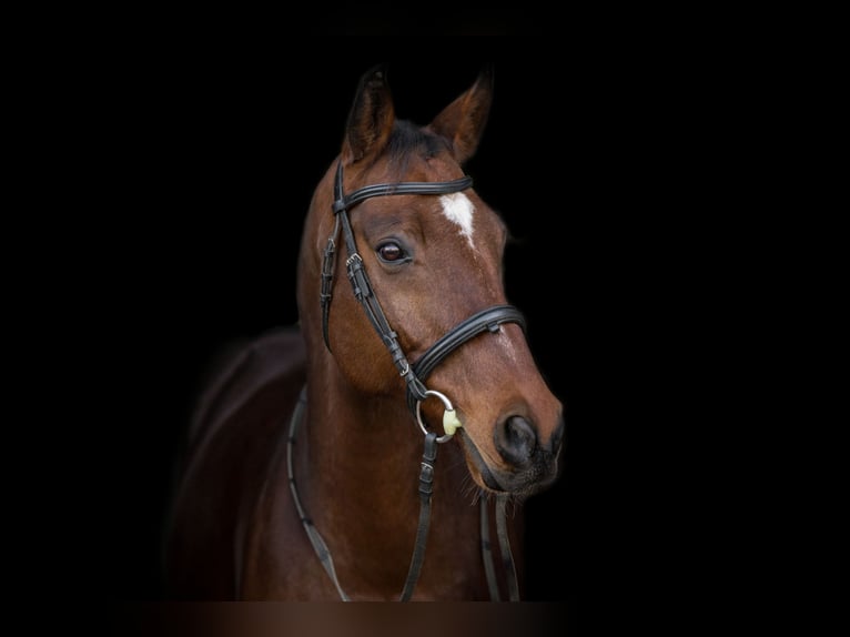 Meer warmbloeden Ruin 17 Jaar 165 cm in Herzberg am Harz